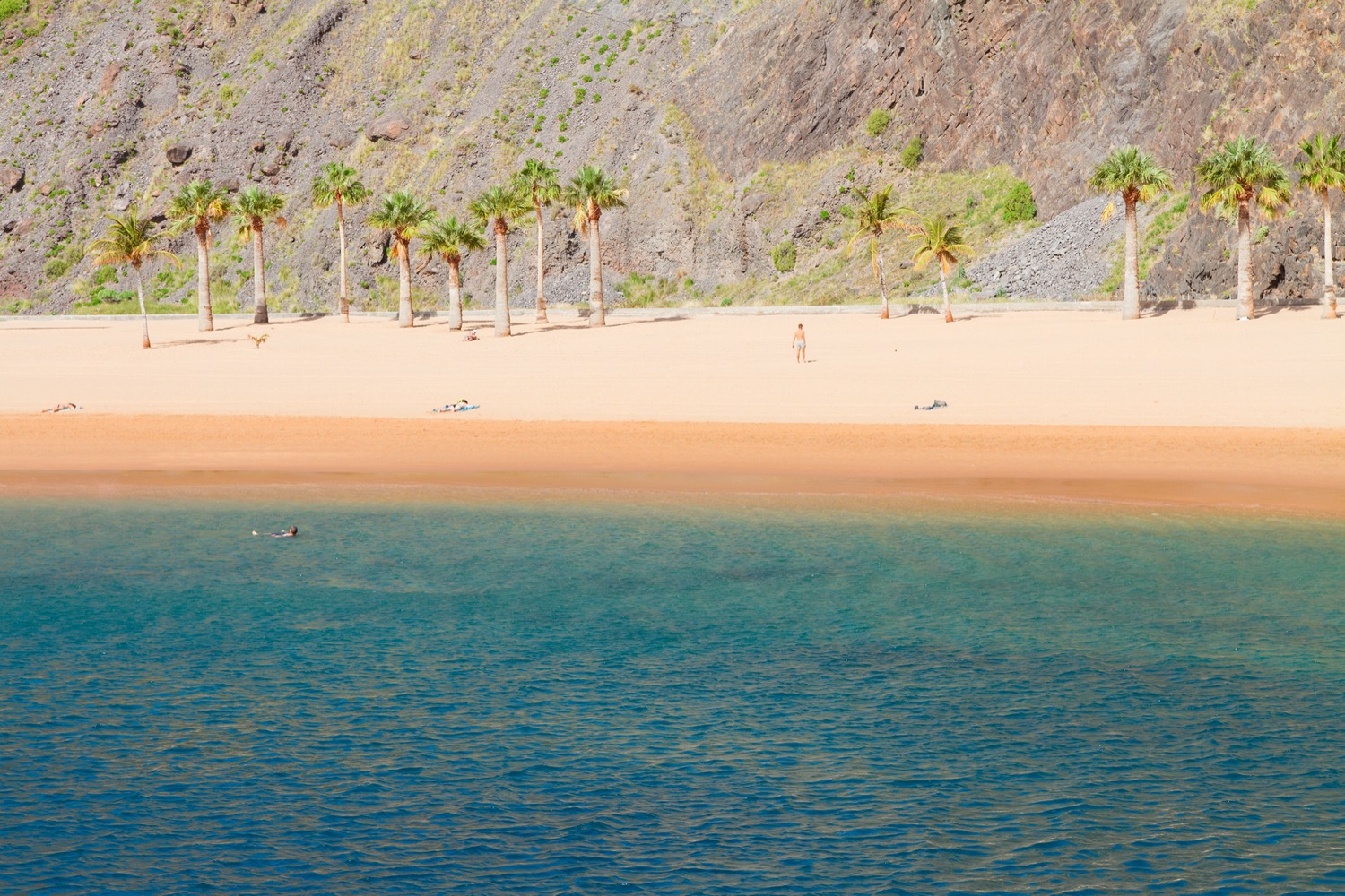 Palmeras en Playa de las Teresitas