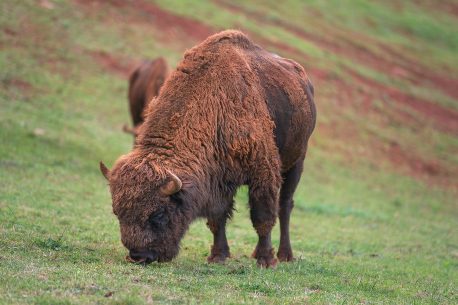 bisontes de cabárceno