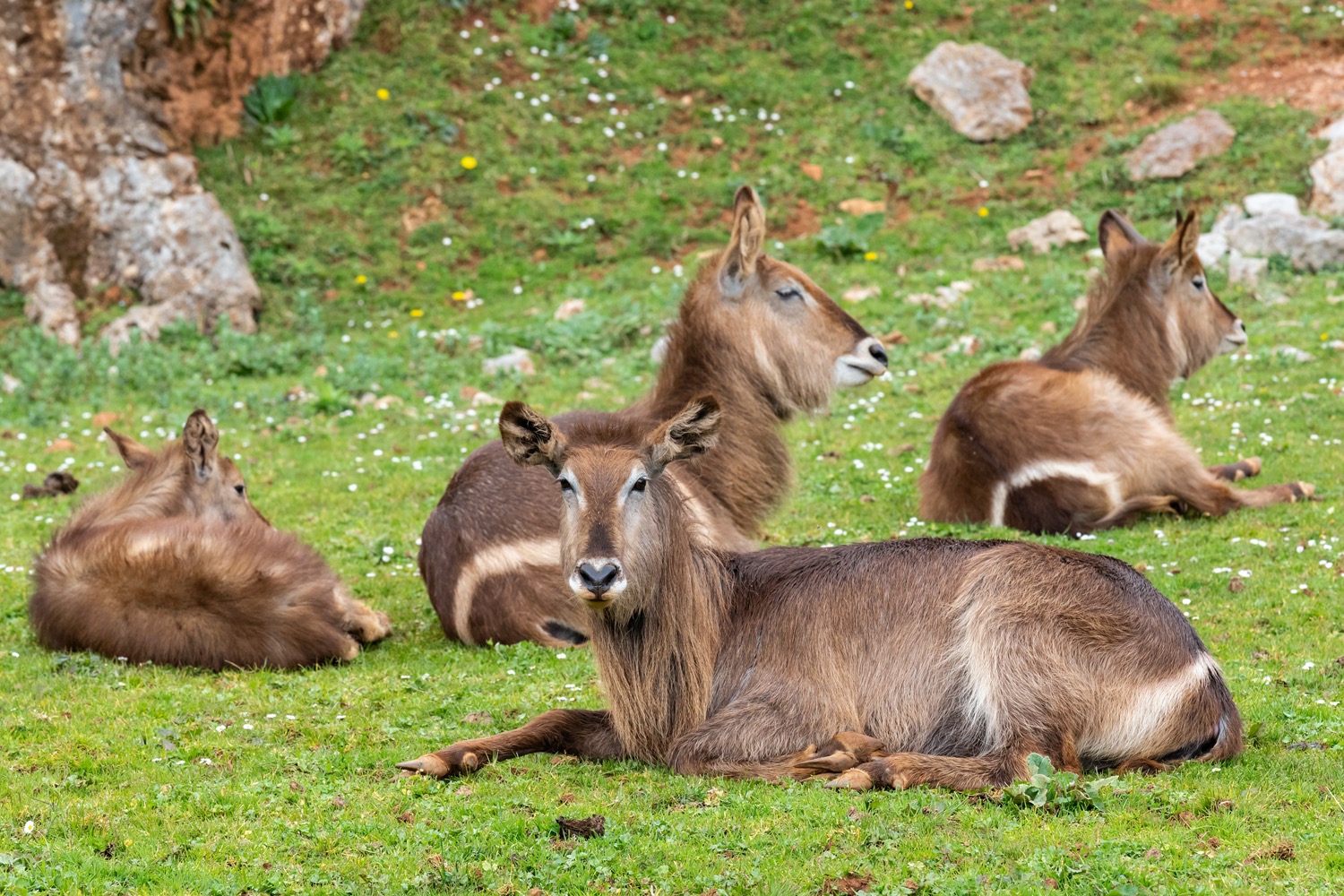 Waterbuck en cabárceno