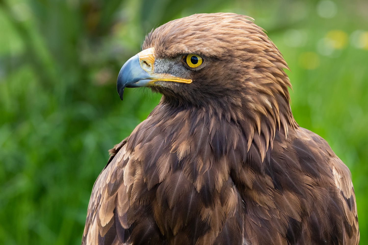 águila real en cabárceno