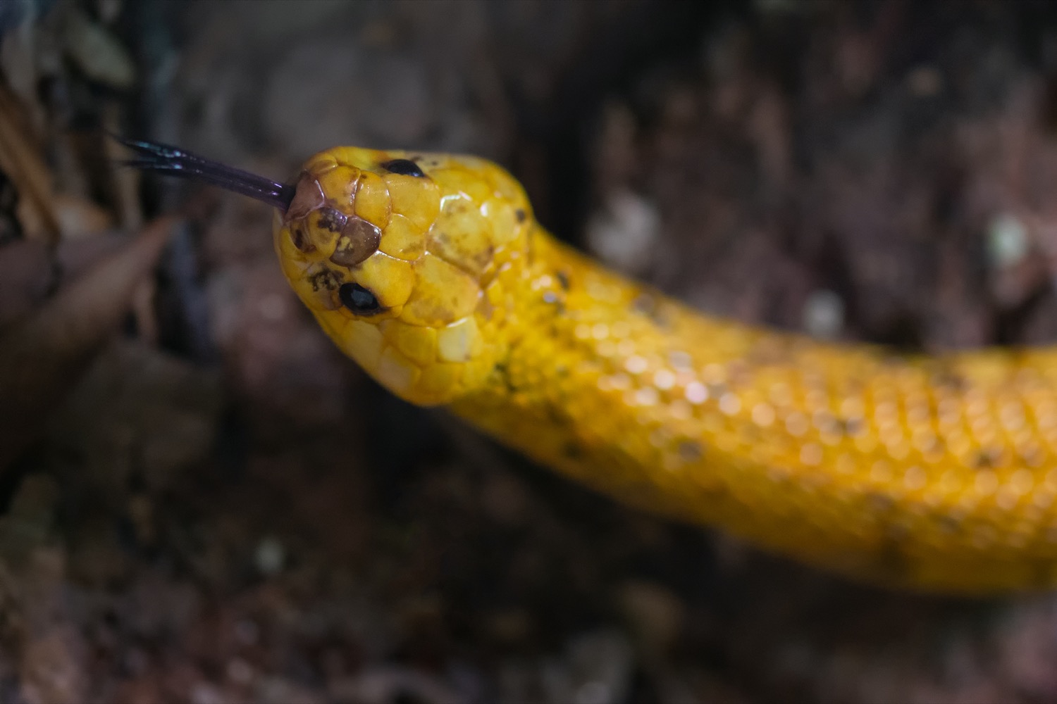 cobra en cabárceno