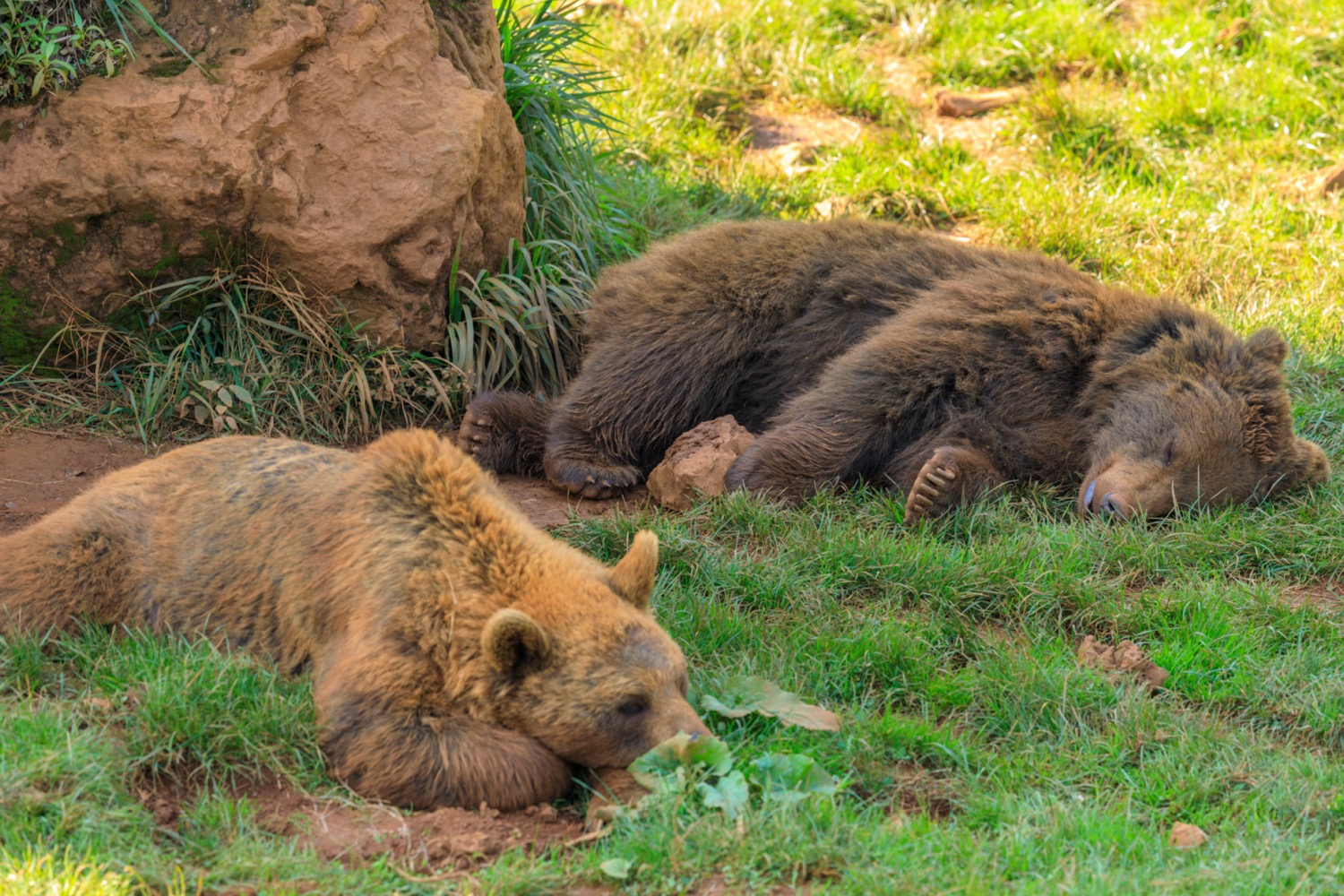 osos dormidos en cabárceno