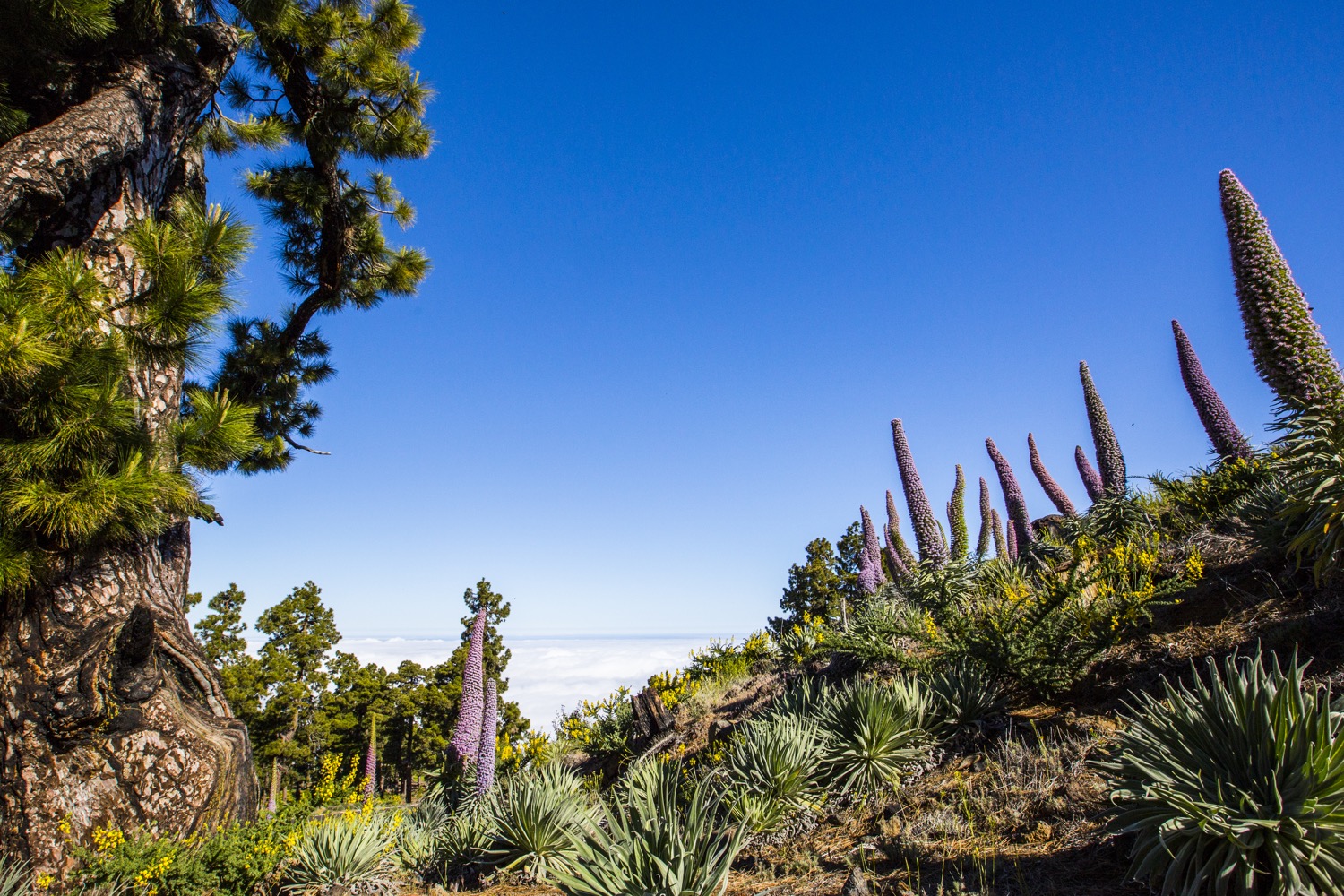 Flora de la caldera de taburiente