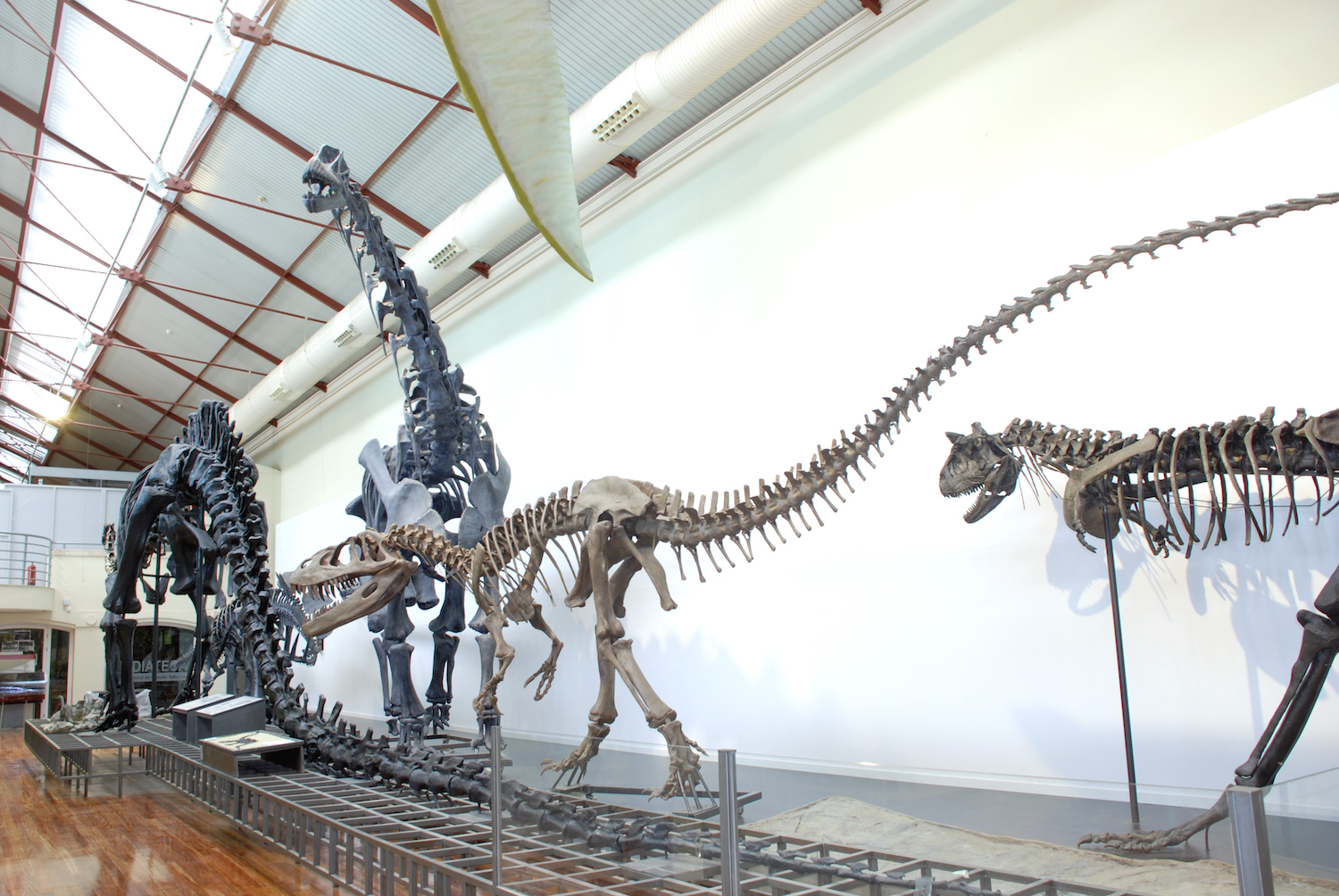 dinosaurios en el museo nacional de ciencias naturales