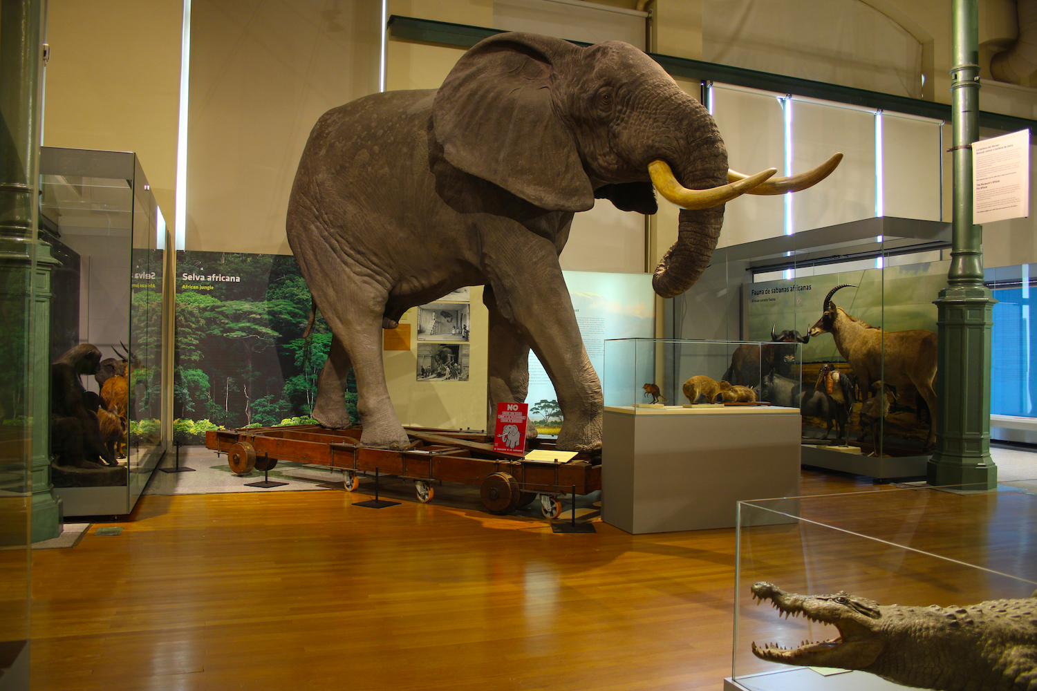 elefante en el museo nacional de ciencias naturales