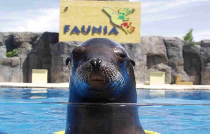 faunia