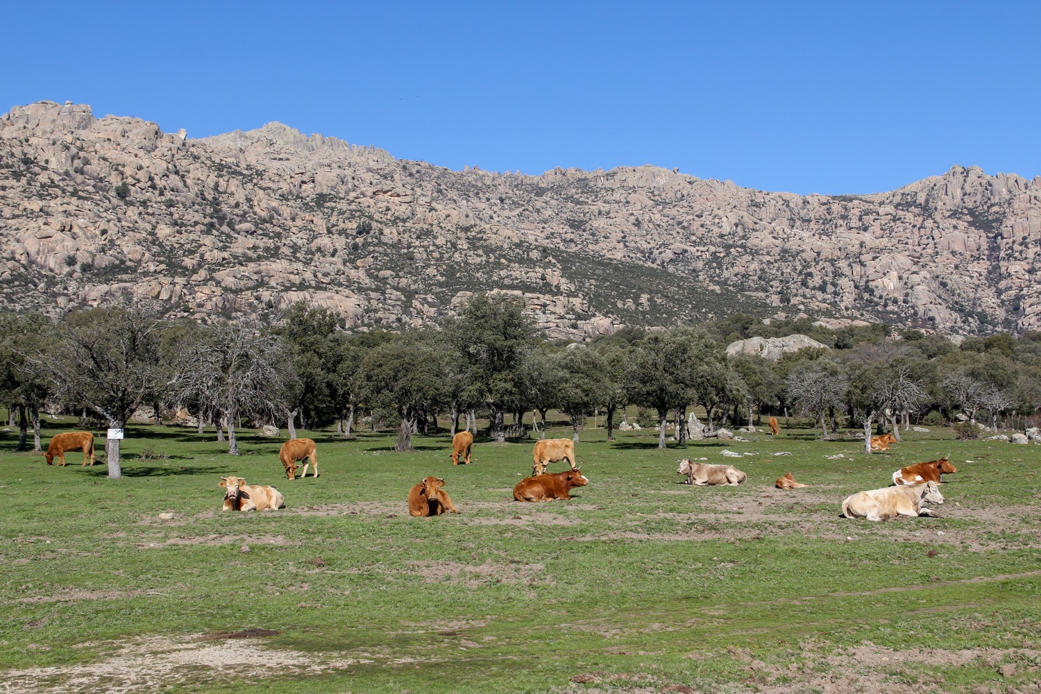 Animales en la pedriza