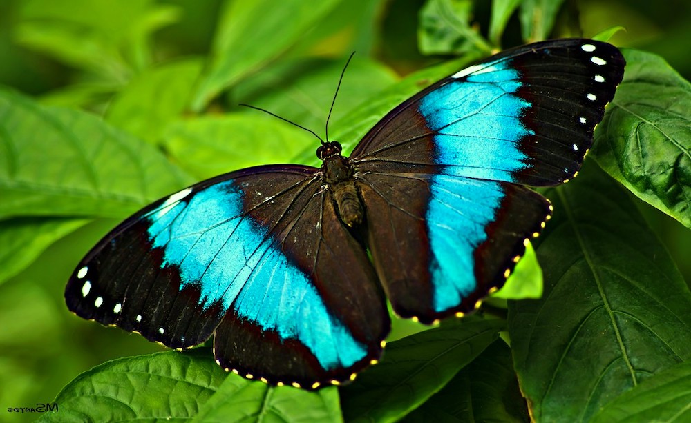 mariposario del drago