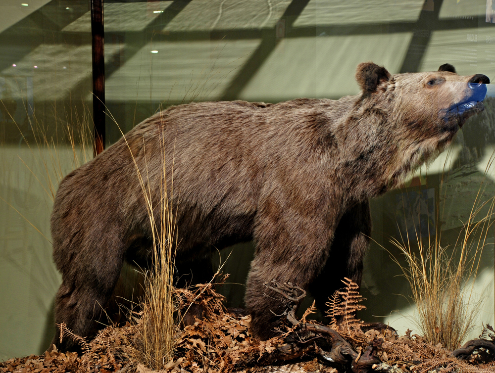 oso pardo en el museo nacional de ciencias naturales