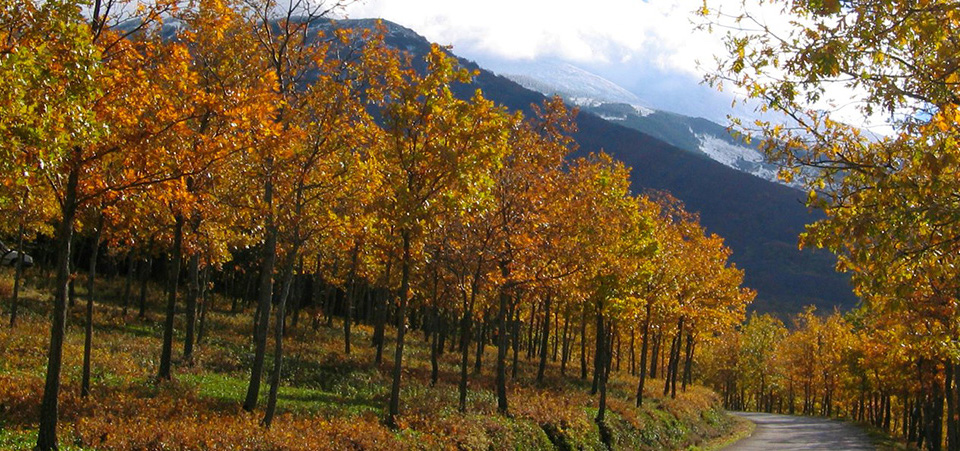 Tarazona y el Moncayo