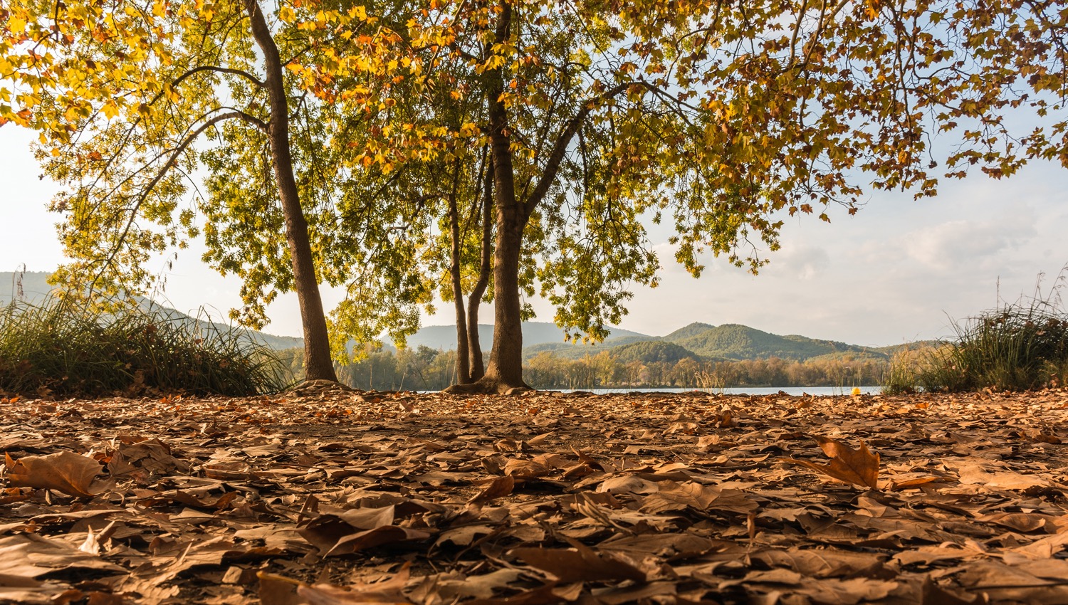 Hojas en el Estany de Banyoles