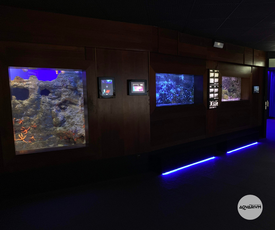 Acuarios en el aquarium de san sebastián