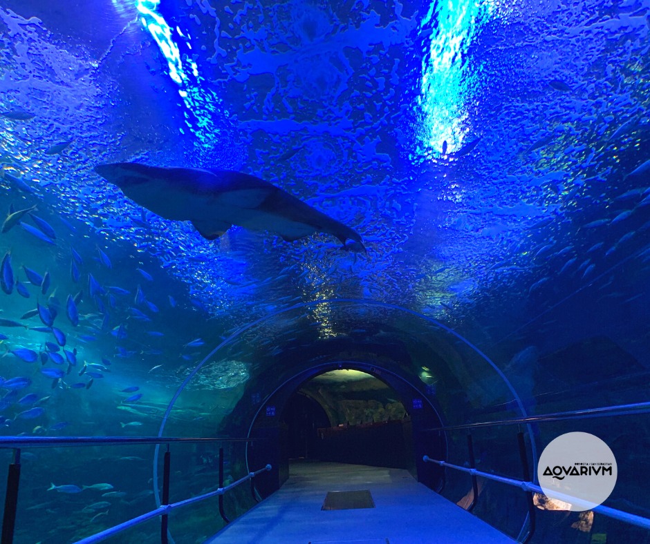 Tiburones en el aquarium de san sebastián