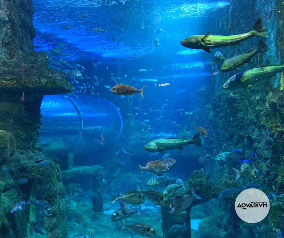 Interior del Acuario de San Sebastián