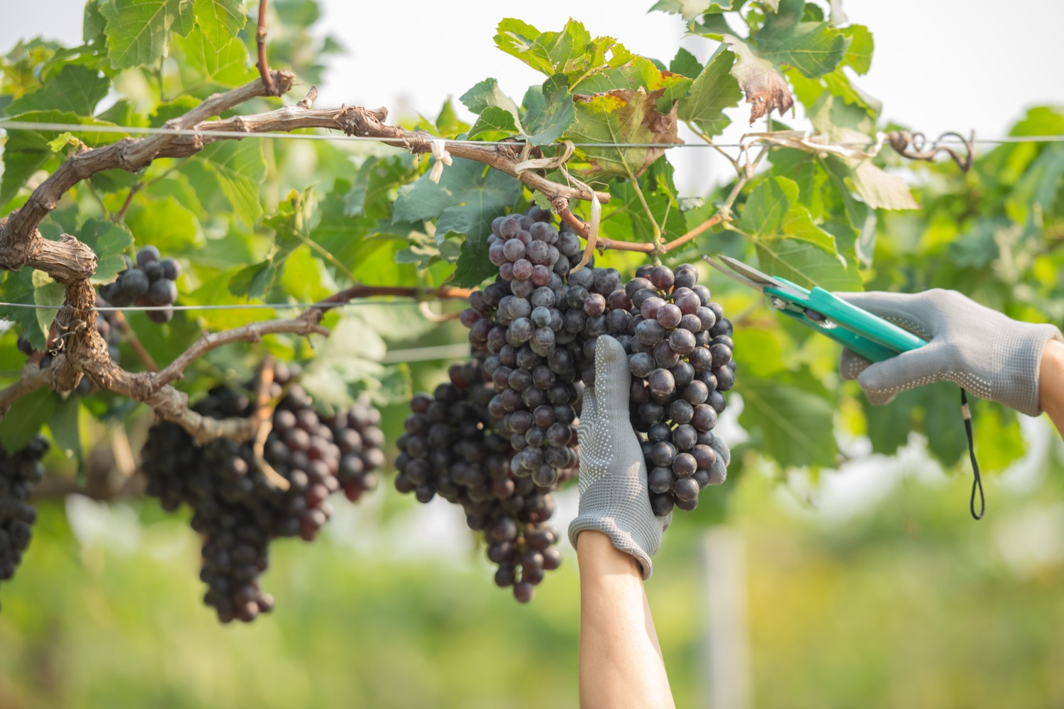 viñedos en jerez de la frontera