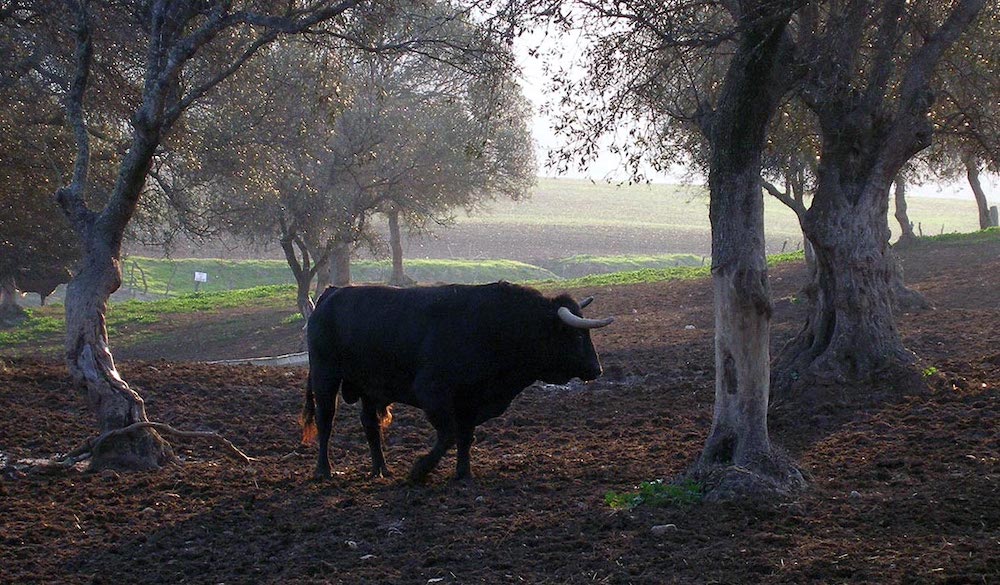 ruta del toro