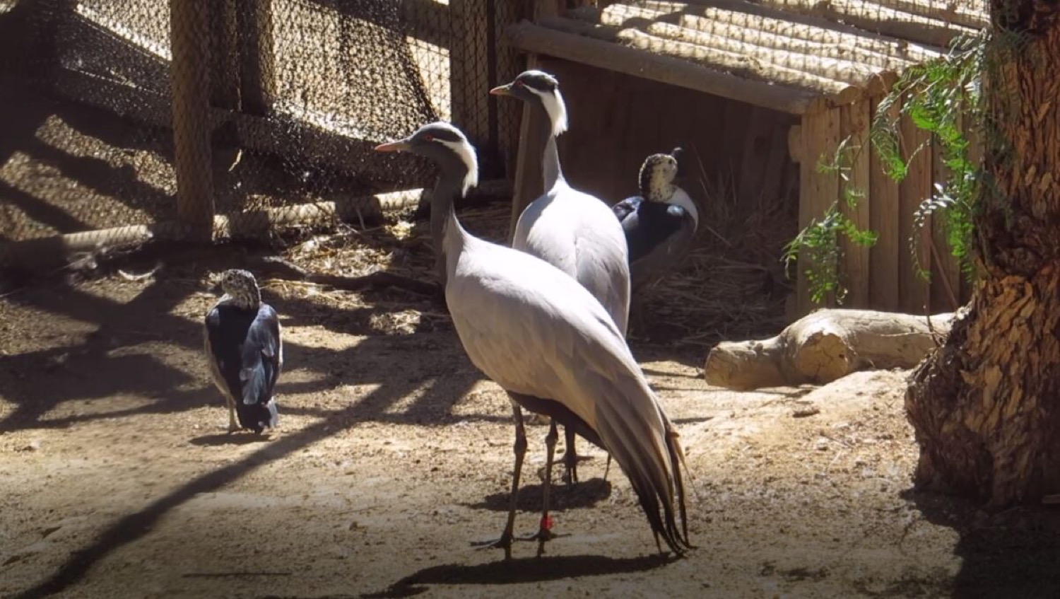 Reserva zoológica en Oasys MiniHollywood