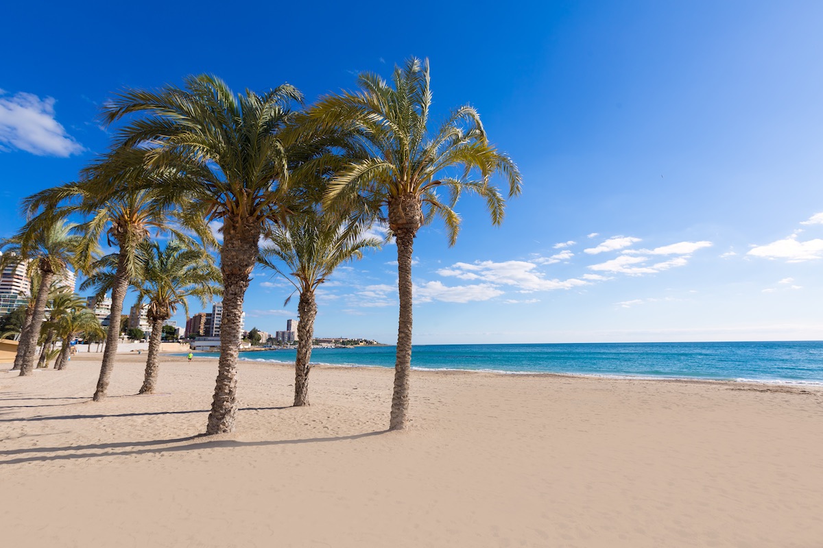 palmeras en la playa albufereta