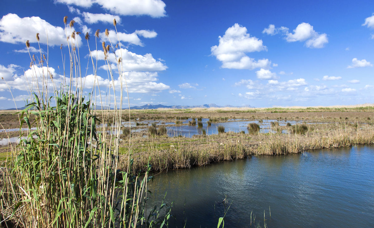 Parque Natural de s'Albufera mallorca