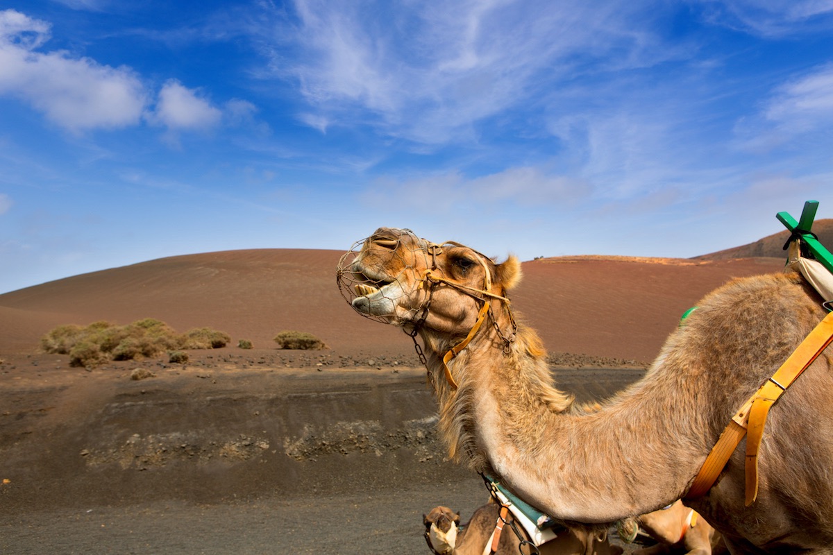 ruta de los camellos en el timanfaya