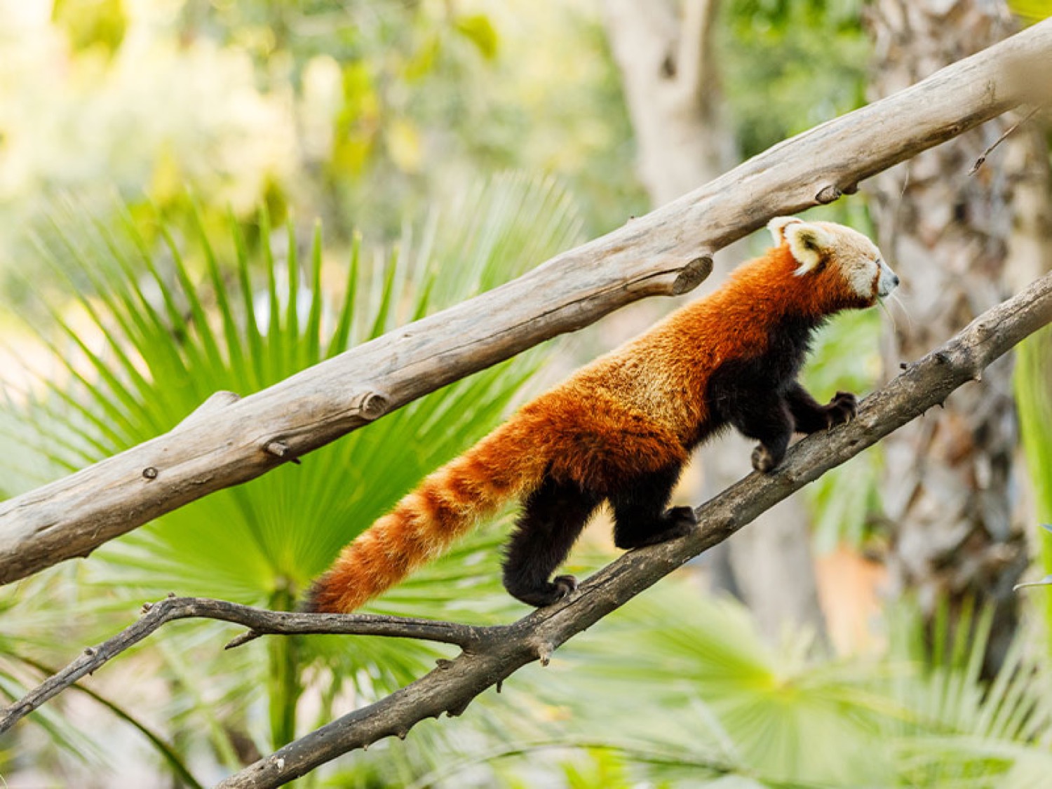 Panda rojo en Selwo Aventura