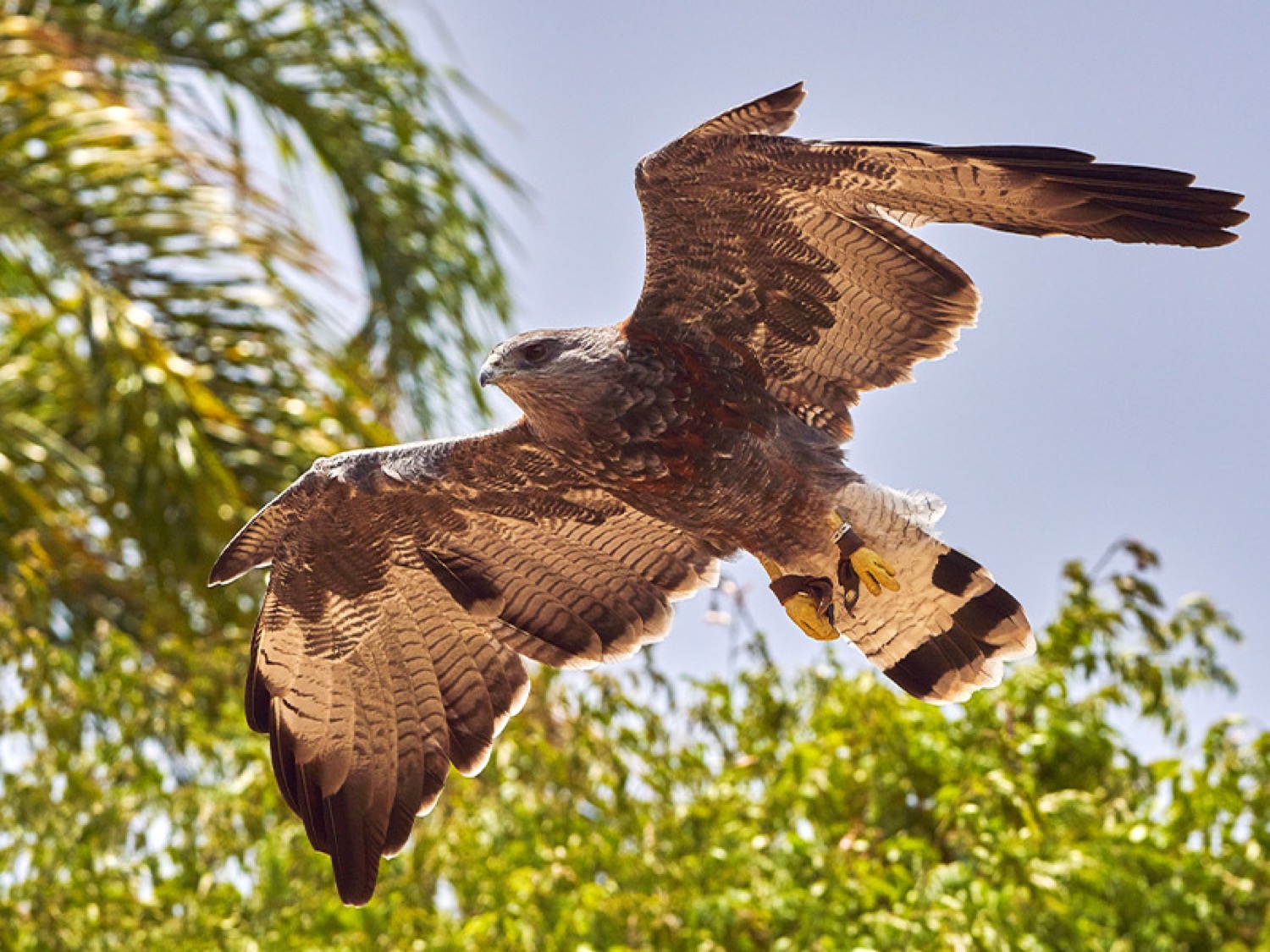 Exhibición de aves rapaces en Selwo Aventura