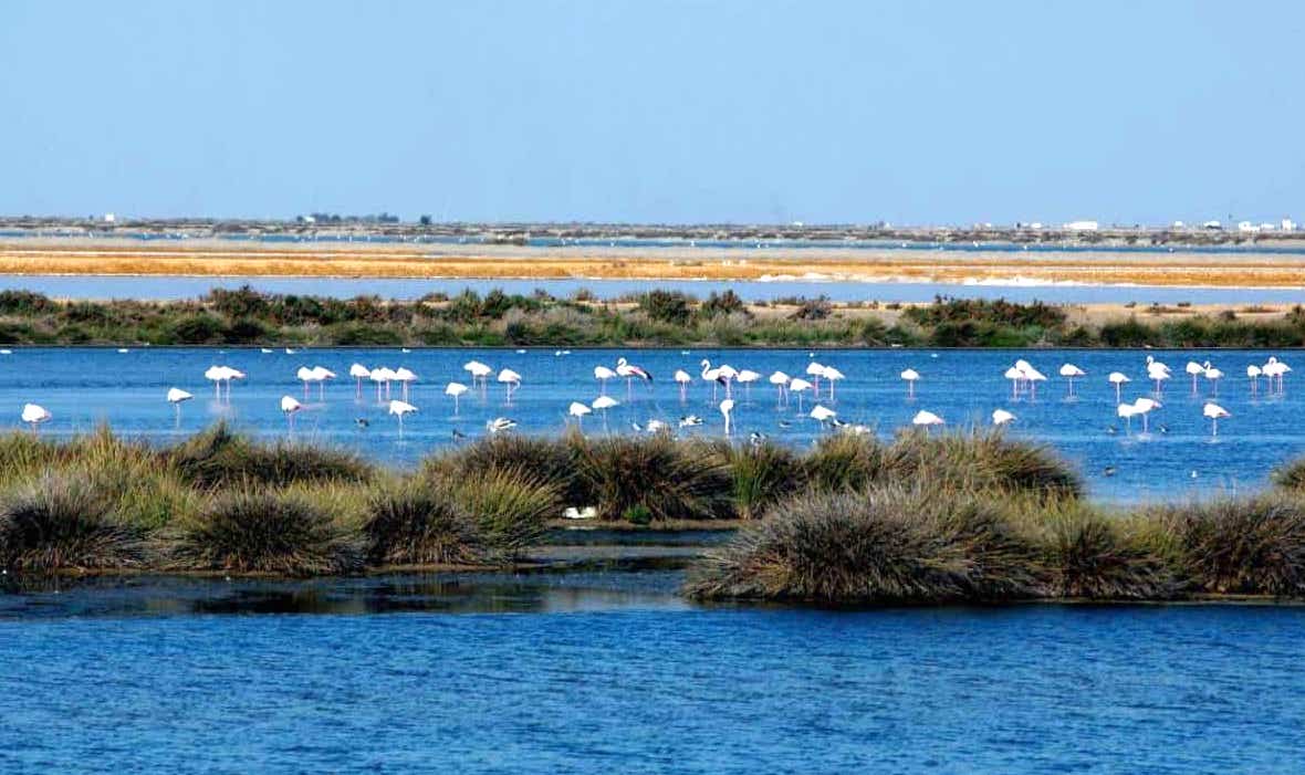 parque nacional de doñana