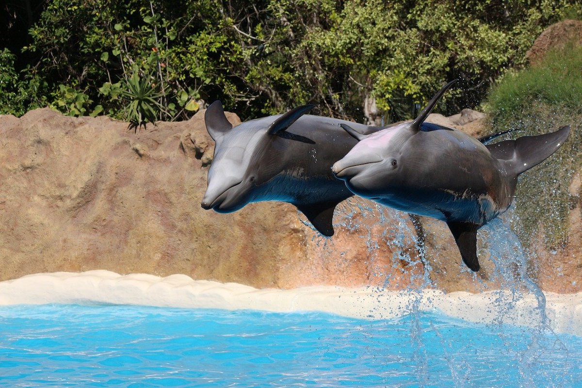 delfines en loro park