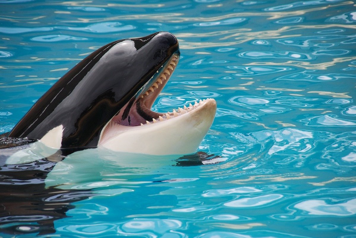 orcas en loro park