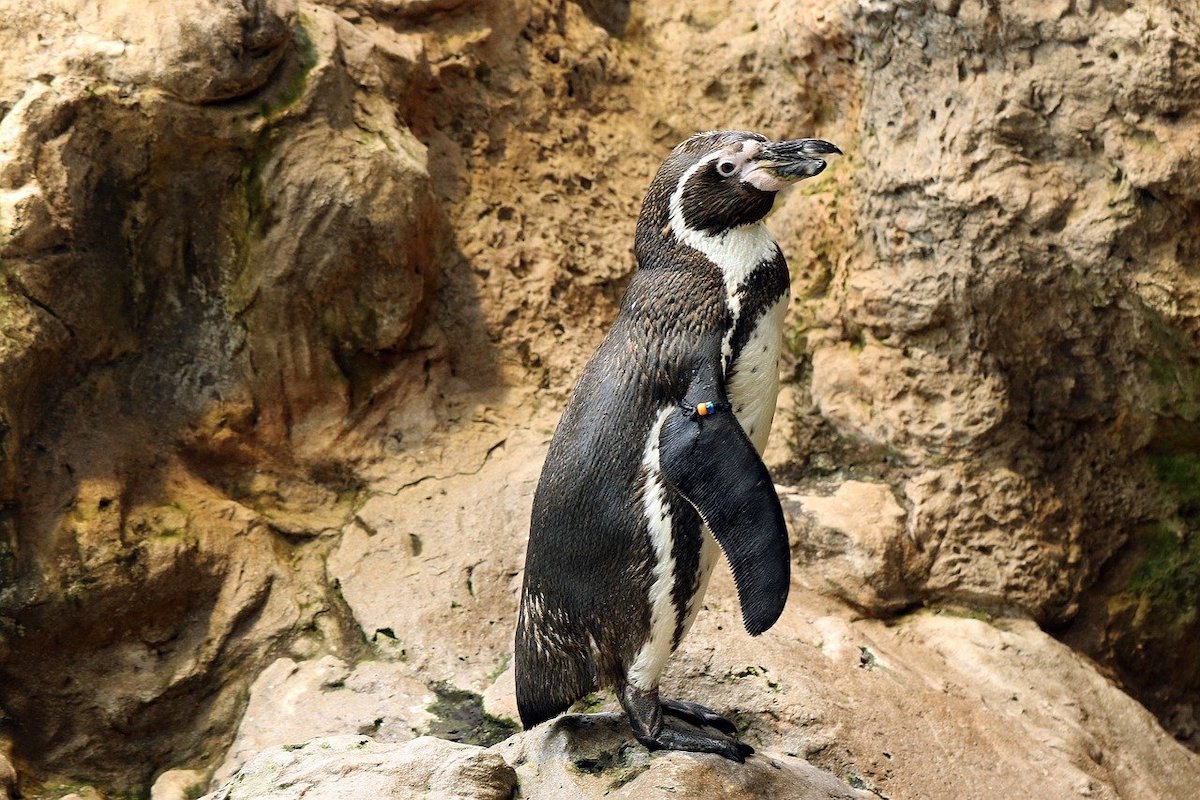 pingüino en loro park