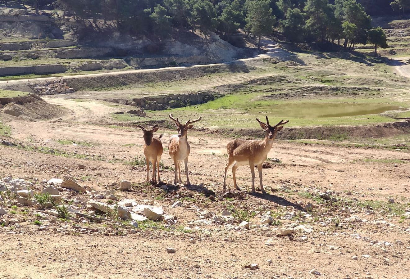 animales safari aitana