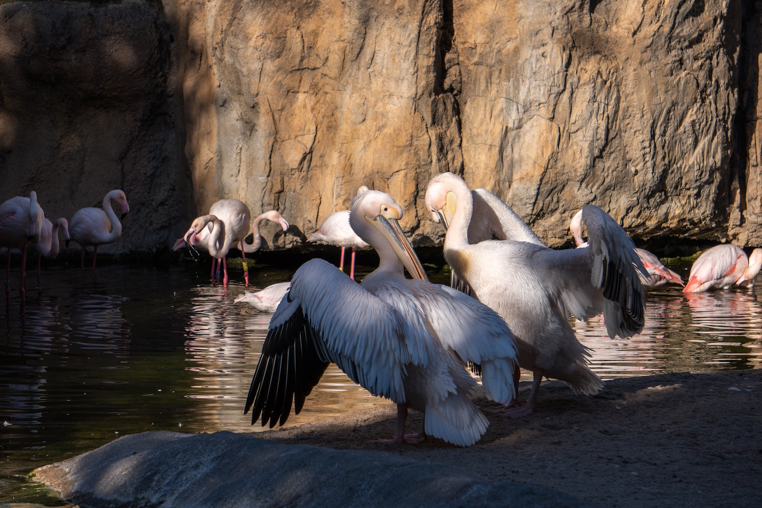 aves bioparc valencia