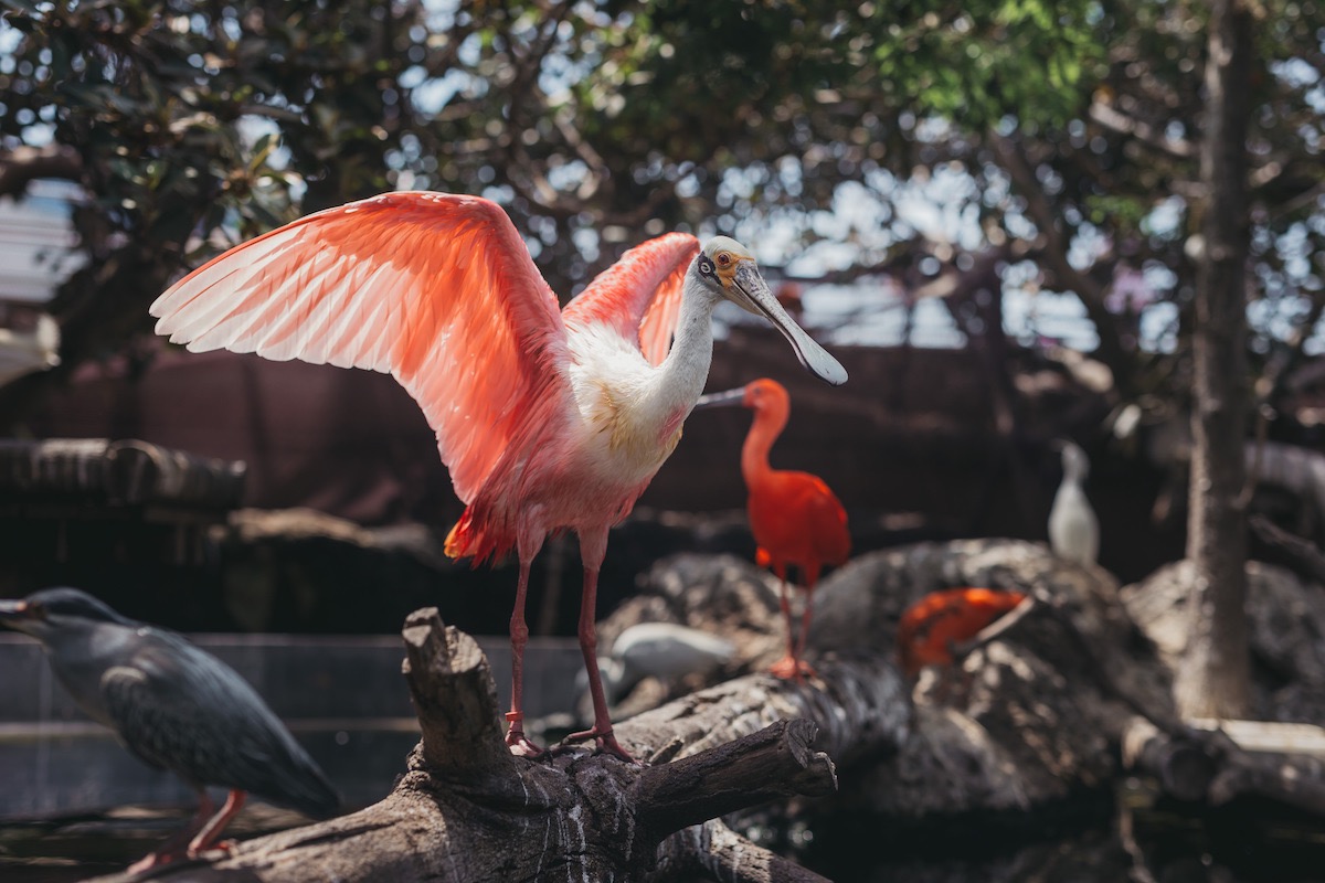 aviario oceanografic