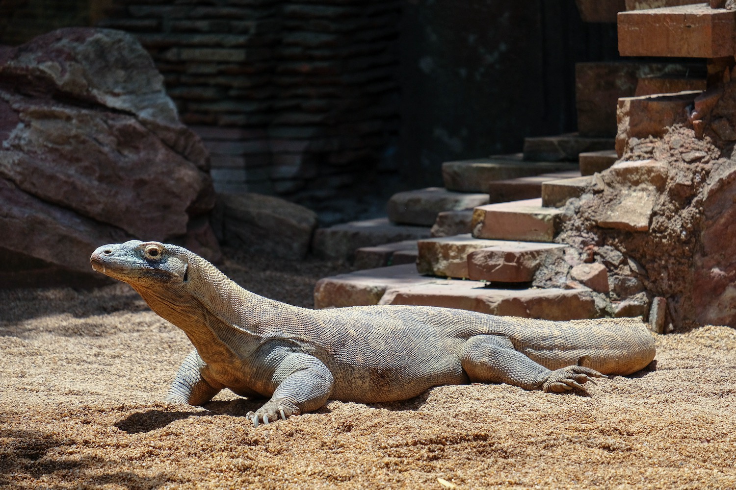 bioparc valencia