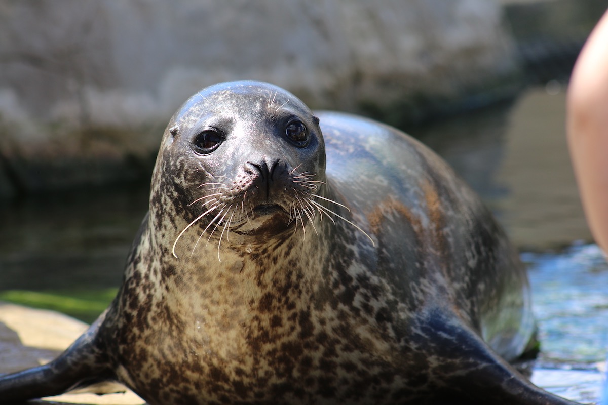 focas oceanografic