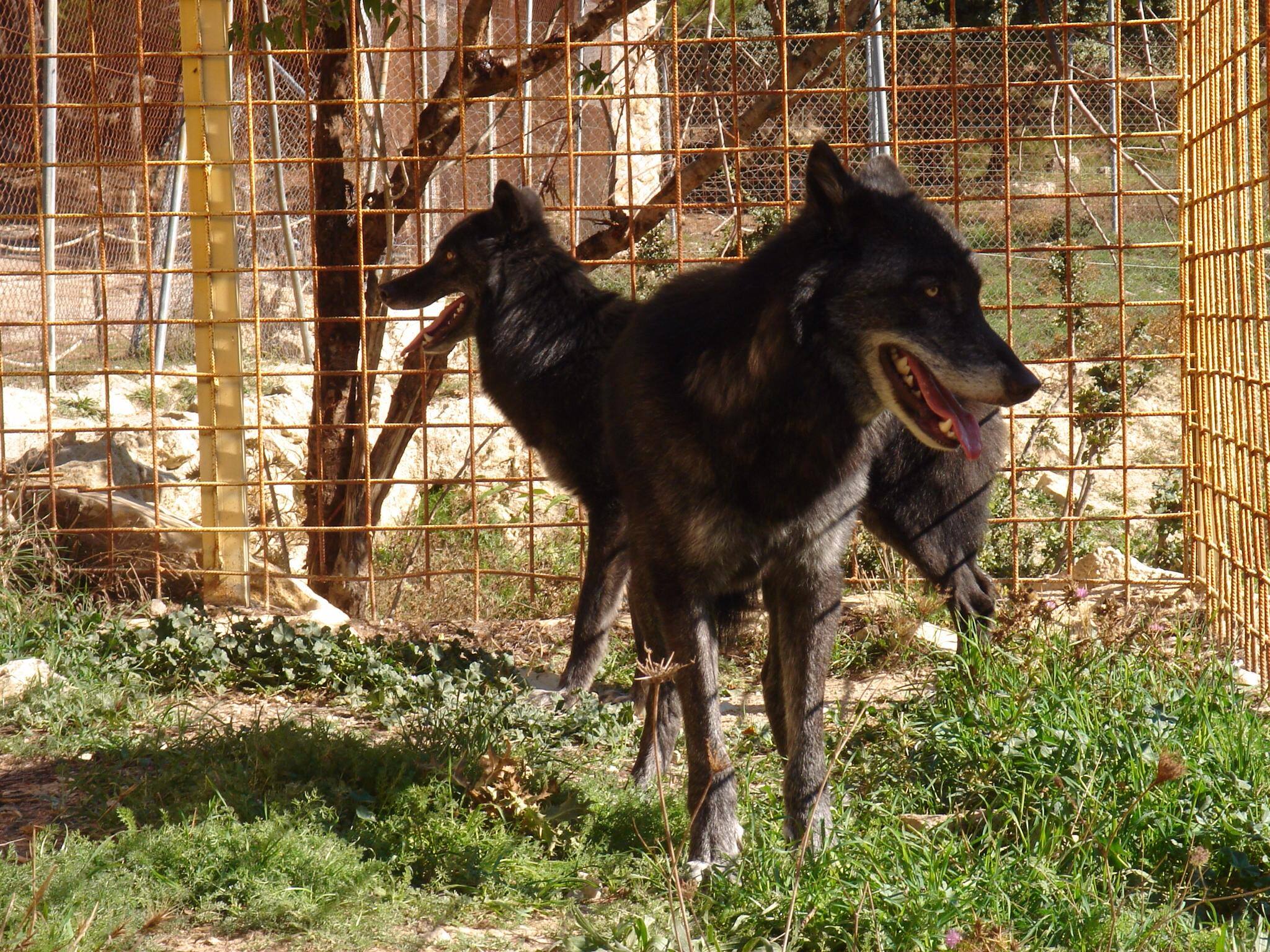 lobos safari aitana