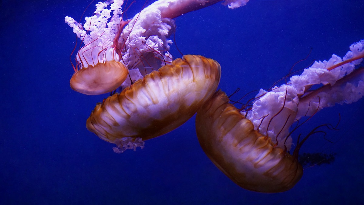 medusas oceanografic