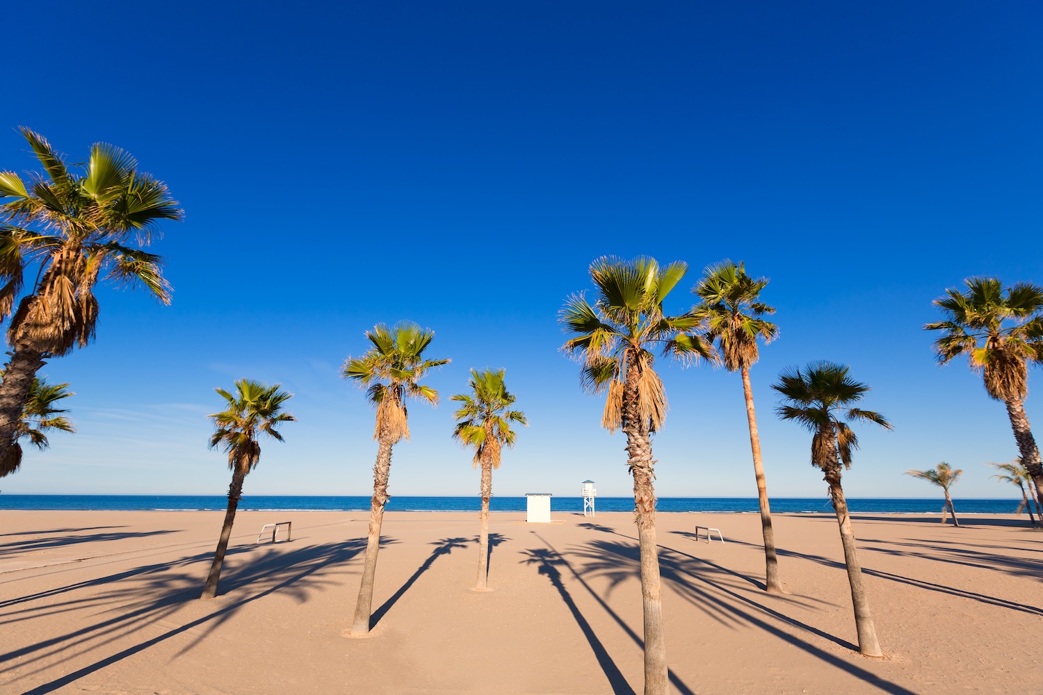 palmeras en playa de gandia