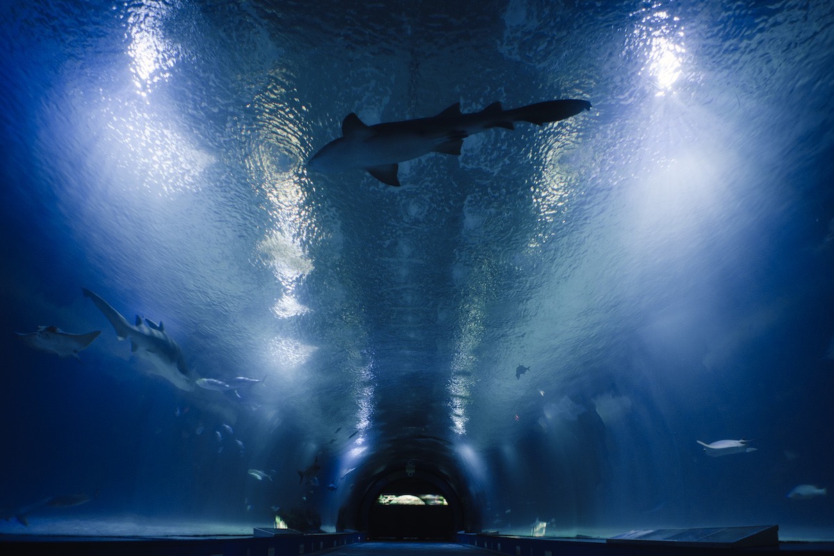 tunel tiburones oceanografic