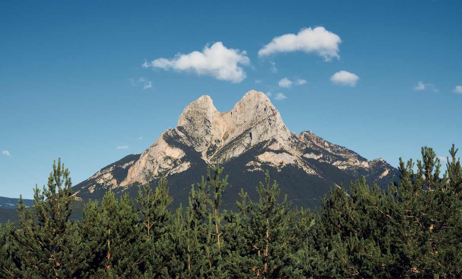 abetos en pedraforca