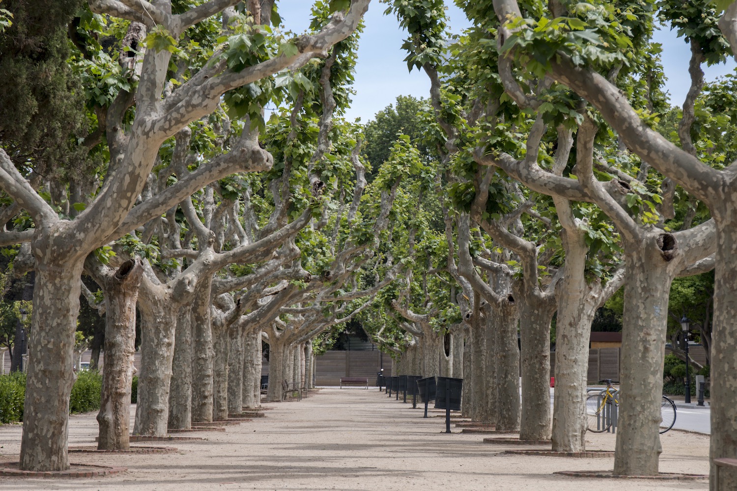 arboles en el parque de la ciudadela