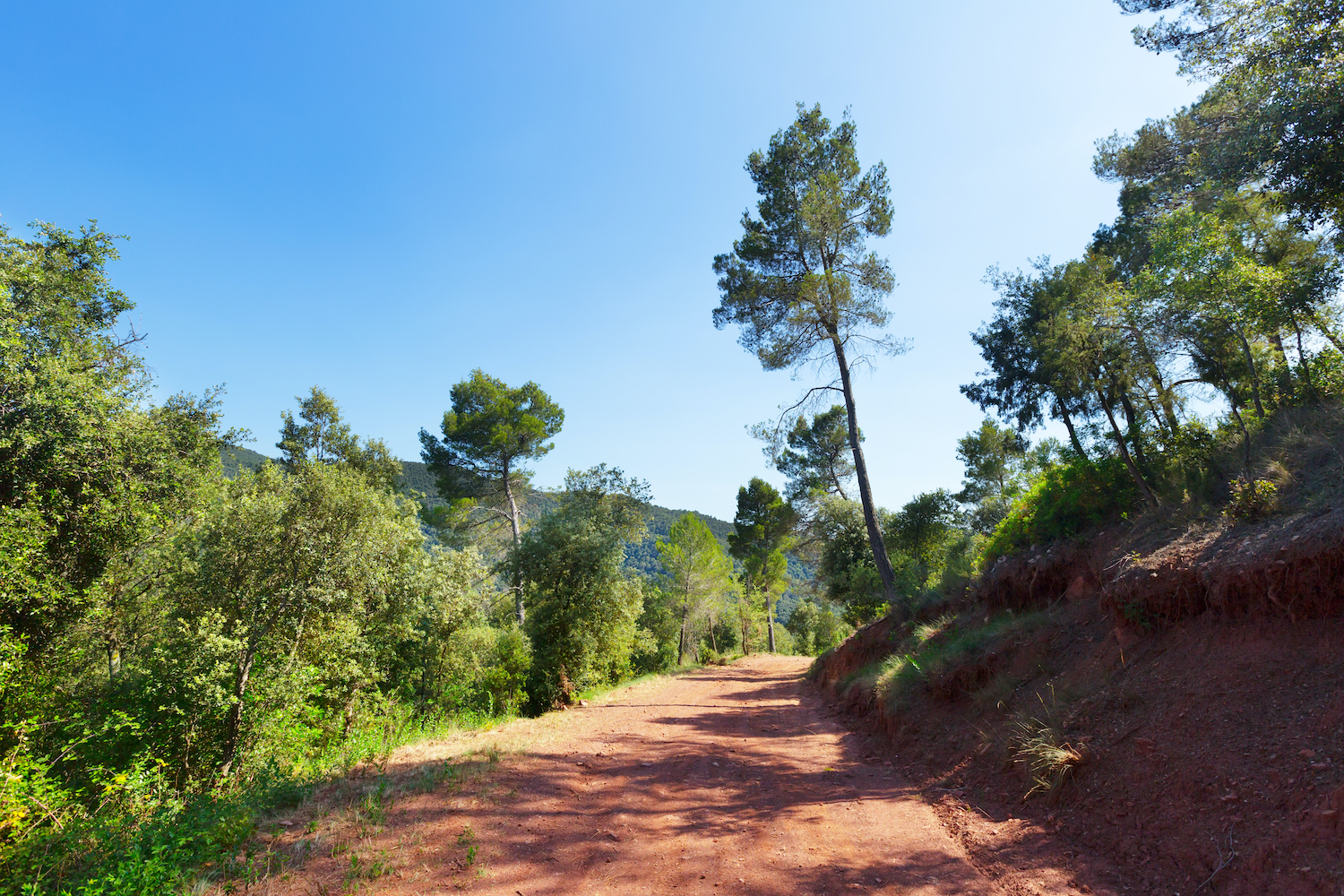 Camino del Montseny