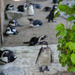 Zoo Barcelona