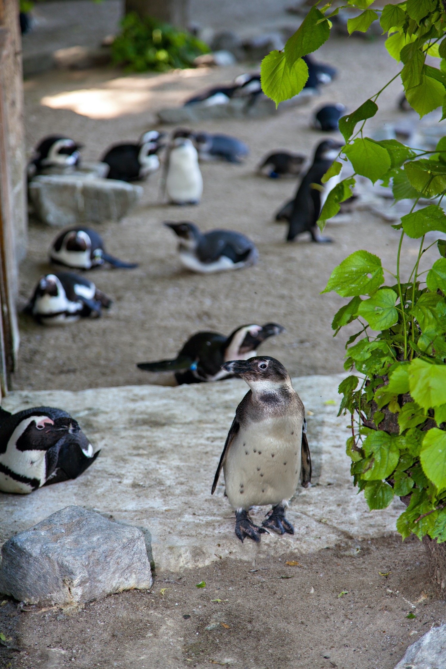 pingüinos en zoo de barcelona