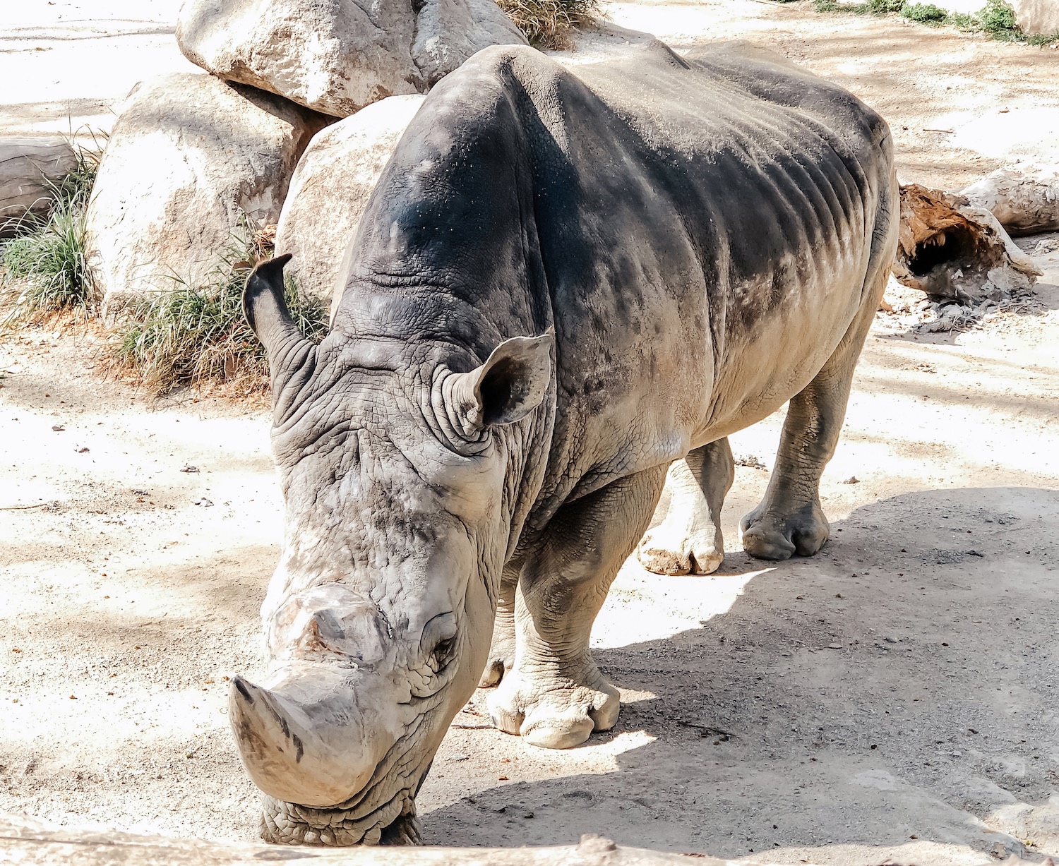 rinoceronte zoo barcelona