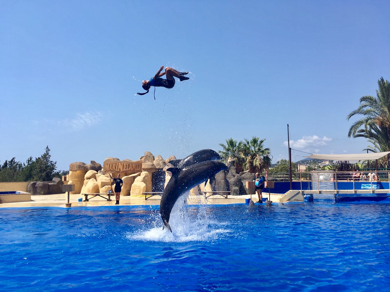 show delfines marineland