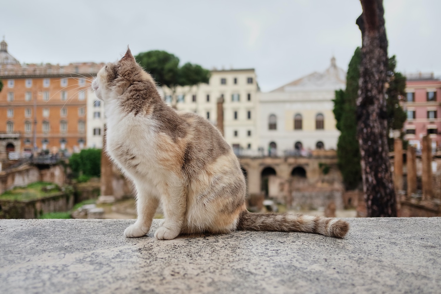 gatos en Largo di torre argentina