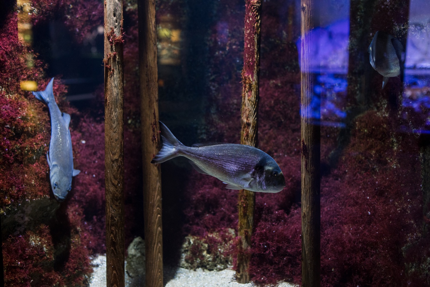 peces oceanario lisboa