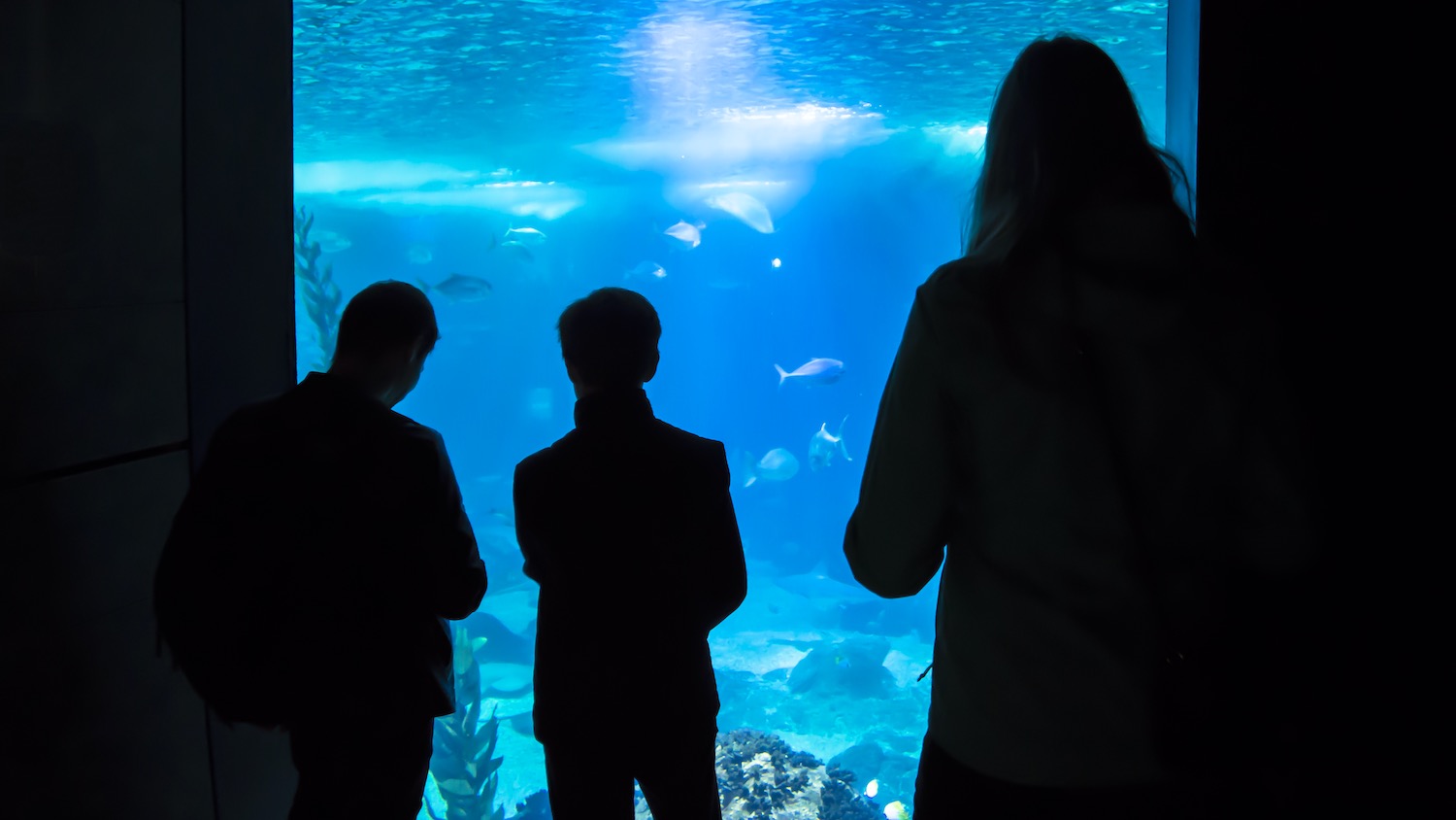 acuario Oceanario de Lisboa