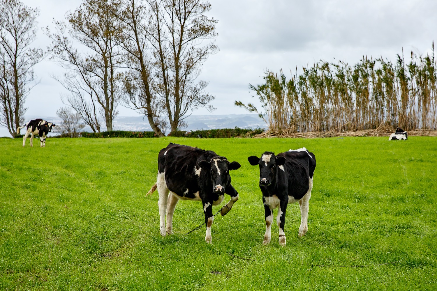 Vacas en las azores